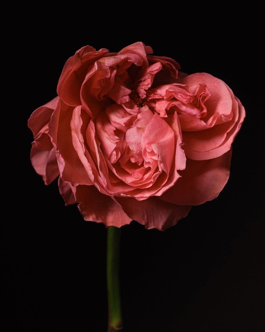 A deep pink garden rose opening against black